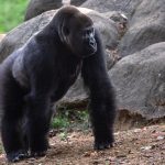 Virus Outbreak Gorillas